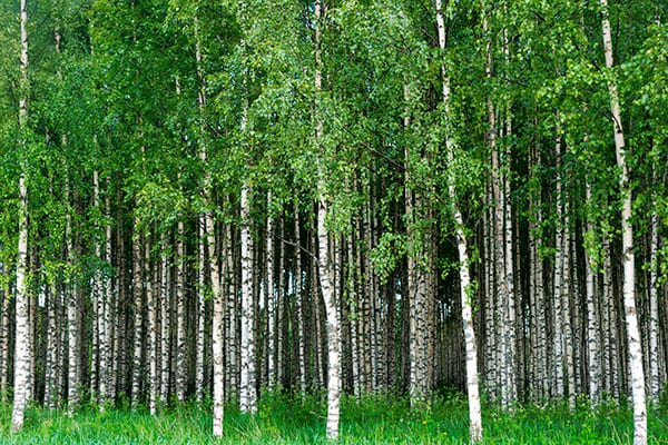 plantering-rojning-2